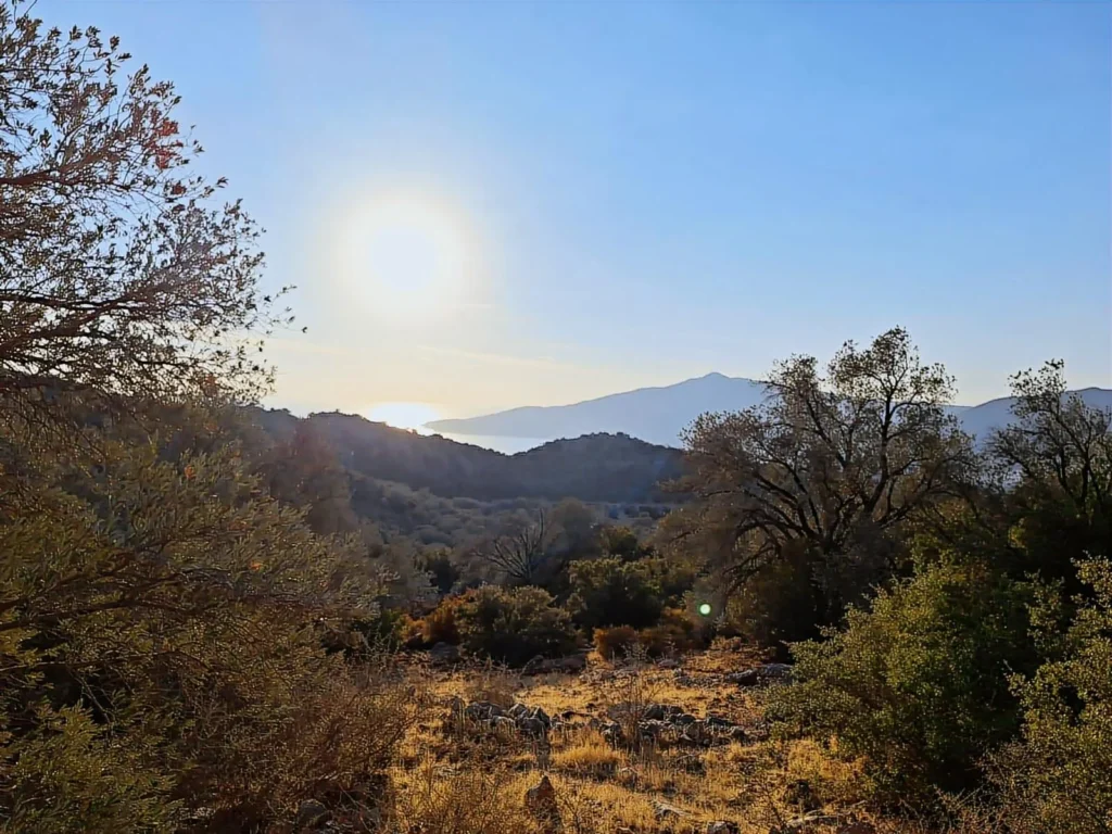 5,000 m² Olive-Grove Land for Sale near Kalkan in Bezirgan – 36.26131646872663, 29.42688208942995 – photo 5