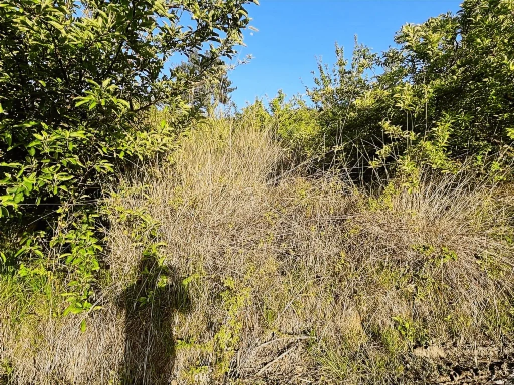 1,909 m² Apple Orchard for Sale in Arsaköy, Seydikemer – Muğla / Seydikemer / Arsaköy Mh. – photo 4