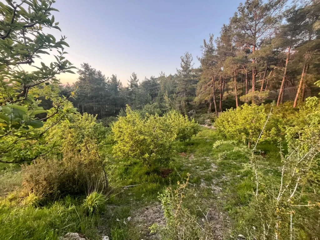 1,909 m² Apple Orchard for Sale in Arsaköy, Seydikemer – Muğla / Seydikemer / Arsaköy Mh. – photo 1