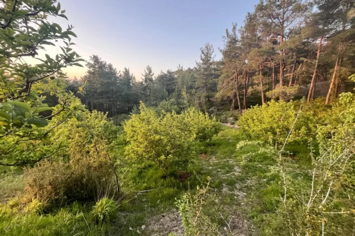 1,909 m² Apple Orchard for Sale in Arsaköy, Seydikemer – Muğla / Seydikemer / Arsaköy Mh. – photo 1