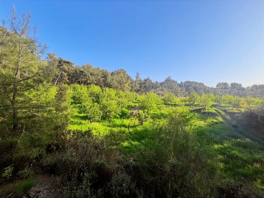 2,135 m² Olive Grove for Sale in Arsaköy, Seydikemer – Muğla / Seydikemer / Arsaköy Mh. – photo 1