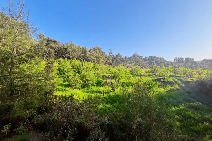 2,135 m² Olive Grove for Sale in Arsaköy, Seydikemer – Muğla / Seydikemer / Arsaköy Mh. – photo 1