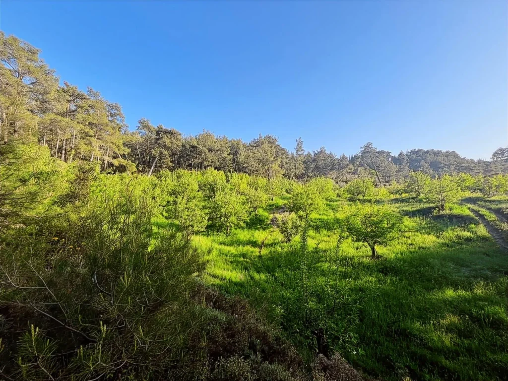 2,135 m² Olive Grove for Sale in Arsaköy, Seydikemer – Muğla / Seydikemer / Arsaköy Mh. – photo 2