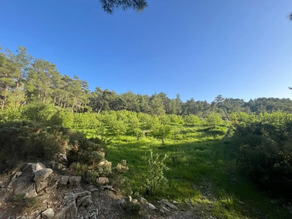 2,135 m² Olive Grove for Sale in Arsaköy, Seydikemer – Muğla / Seydikemer / Arsaköy Mh. – photo 3